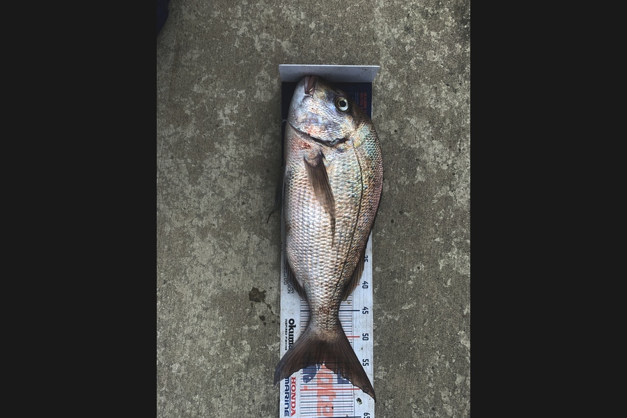 Mark Piskulic caught this 55.0cm Snapper at Northland during The Export NZ Fishing Competition